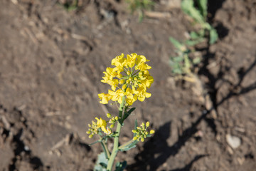 yellow flower on the ground