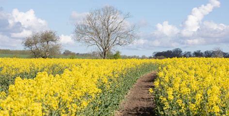 yellow rape field with tree