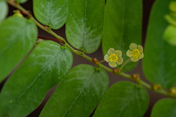 diminutas flores