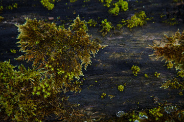 Natural texture of moss on wet wood - soft forest floor on the ground and on the stump. Concept frame and background for the forest theme in brown and yellow-green with space for text