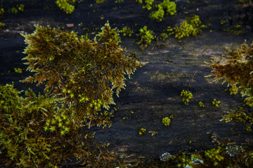Obraz na płótnie Canvas Natural texture of moss on wet wood - soft forest floor on the ground and on the stump. Concept frame and background for the forest theme in brown and yellow-green with space for text