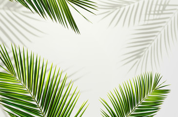 Palm leaf and shadows tropical frame border, background. Copy space. Summer exotic concept.