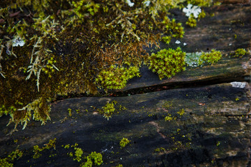 Natural texture of moss on wet wood - soft forest floor on the ground and on the stump. Concept frame and background for the forest theme in brown and yellow-green with space for text