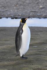 Obraz premium King penguin at Salisbury Plain, South Georgia Island