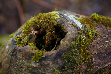 Natural texture of moss on wet wood - soft forest floor on the ground and on the stump. Concept frame and background for the forest theme in brown and yellow-green with space for text