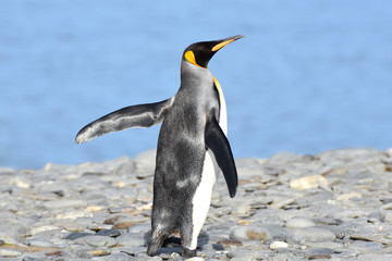 King penguin at Salisbury Plain, South Georgia Island © Takashi