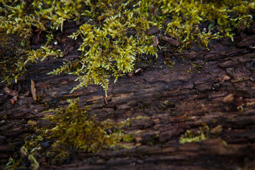 Natural texture of moss on wet wood - soft forest floor on the ground and on the stump. Concept frame and background for the forest theme in brown and yellow-green with space for text