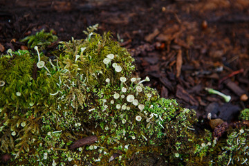 Natural texture of moss on wet wood - soft forest floor on the ground and on the stump. Concept frame and background for the forest theme in brown and yellow-green with space for text