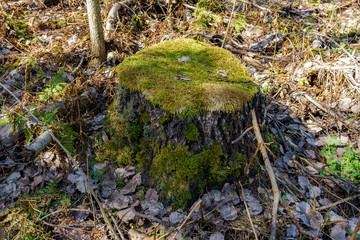 stump in the forest covered with green moss