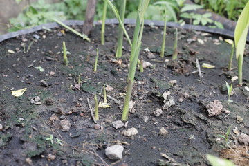 sprouts of cabbage
