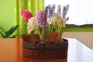 Hiacynty w koszyki na stole, kompozycja w domu © mlaine
