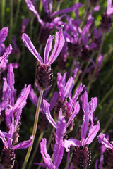 Une fleur de lavande papillon au sein d'un massif