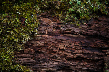 Natural texture of moss on wet wood - soft forest floor on the ground and on the stump. Concept frame and background for the forest theme in brown and yellow-green with space for text