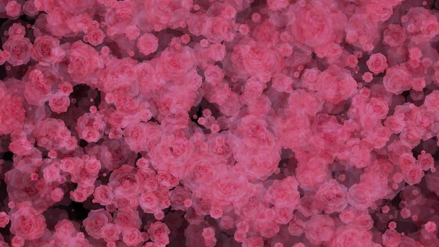 Pink Roses Aster Flowers Seamless Loop Flowery Motion Background
