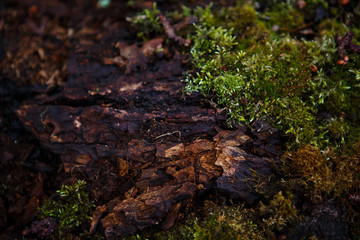 Fototapeta na wymiar Natural texture of moss on wet wood - soft forest floor on the ground and on the stump. Concept frame and background for the forest theme in brown and yellow-green with space for text