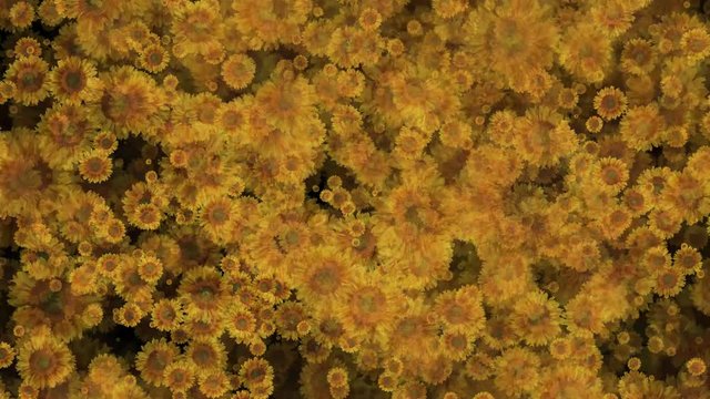 Sunflowers Aster Flowers Seamless Loop Flowery Motion Background