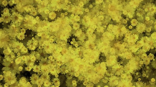 Yellow African Daisy Aster Flowers Seamless Loop Flowery Motion Background