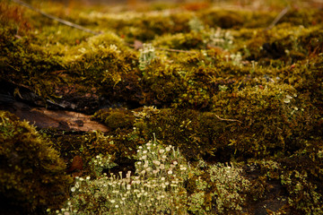 Natural texture of moss on wet wood - soft forest floor on the ground and on the stump. Concept frame and background for the forest theme in brown and yellow-green with space for text