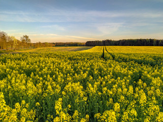 Fototapeta premium Rapeseed flower field in Poland