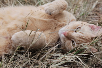 cat sleeping on the grass