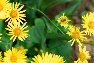 The bee pollinates the yellow flowers