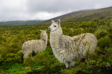 VOLCANO CORAZON, ECUADOR - DECEMBER 02, 2019: Lama Glama, llamas grazing under the rain on misty...