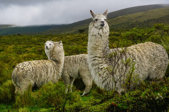 VOLCANO CORAZON, ECUADOR - DECEMBER 02, 2019: Lama Glama, llamas grazing under the rain on misty volcano slopes