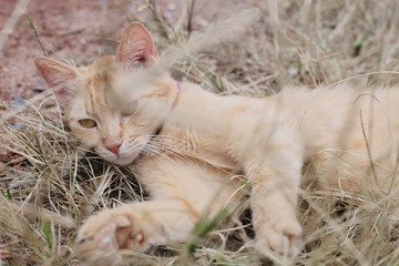 cat lying on the grass