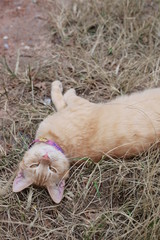 cat sleeping in the glass