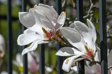 Magnolia flowers during spring in Norrkoping, Sweden