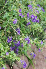 wild flowers in the garden