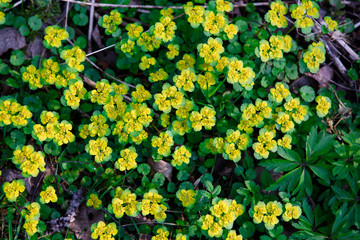 Spring forest flowers-a pattern of green leaves and yellow inflorescences. Bright natural background