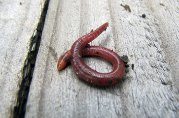 Fototapeta premium Earthworm on wooden boards. Natural compost generator worm ideal as a fertilizer for organic products and plants and crops in the home garden. 