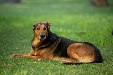 Perro en fondo de jardin