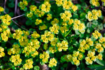 Spring forest flowers-a pattern of green leaves and yellow inflorescences. Bright natural background