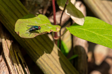  Common green bottle fly, Lucilia sericata, a blowfly warming up in spring sunshine
