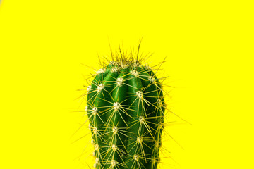 Cactus close-up. Home indoor plants with thorns. A succulent.