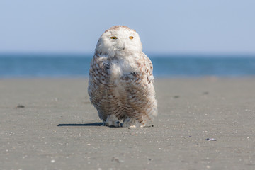 Closeup of Snowy Owl standing on sand beach with blue sky and water behind