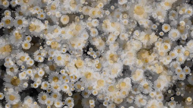 Daisy Aster Flowers Seamless Loop Flowery Motion Background