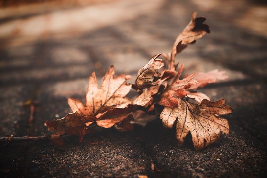 Dry Leaves Images – Browse 1,050,338 Stock Photos, Vectors, and Video |  Adobe Stock
