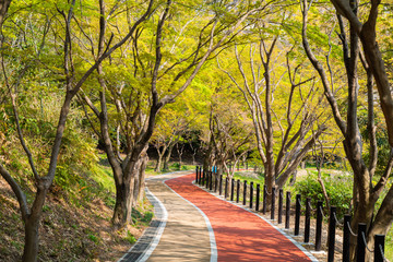 公園の遊歩道の写真。健康・運動のイメージ。