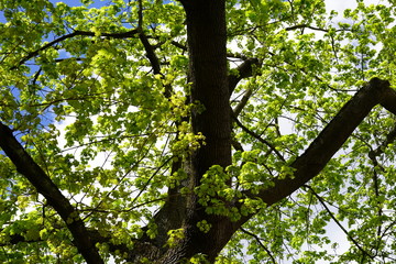 Teilansicht eines alten Ahornbaums mit gr&uuml;nen Bl&auml;ttern im Sonnenlicht