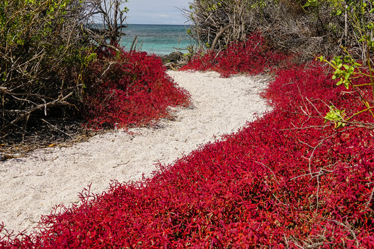 GALAPAGOS ISLANDS, ECUADOR - DECEMBER 16, 2019: Sesuvium red grass on a white sand beach and volcanic rocks
