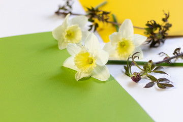 daffodil flowers and elder branches with young leaf and bud on white, green  and yellow background