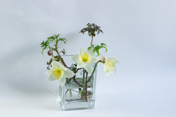 daffodil flowers and elder branches in glss vase on white background