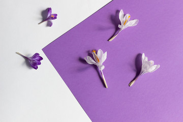 purple and white crocus flowers pattern on contrast color background