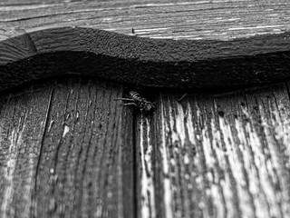 wasp hiding between the boards, monochrome