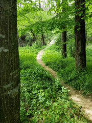 Obraz premium Path in the woods
