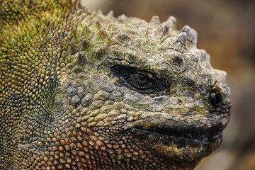 GALAPAGOS ISLANDS, ECUADOR - DECEMBER 16, 2019: Amblyrhynchus cristatus; Close view of the head of Marine iguana on a rock 