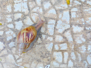 A freshwater snail crawling on wet concrete floor.